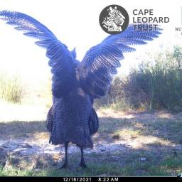 Guinea fowl